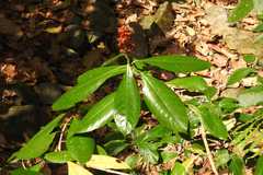 Phlogacanthus thyrsiformis